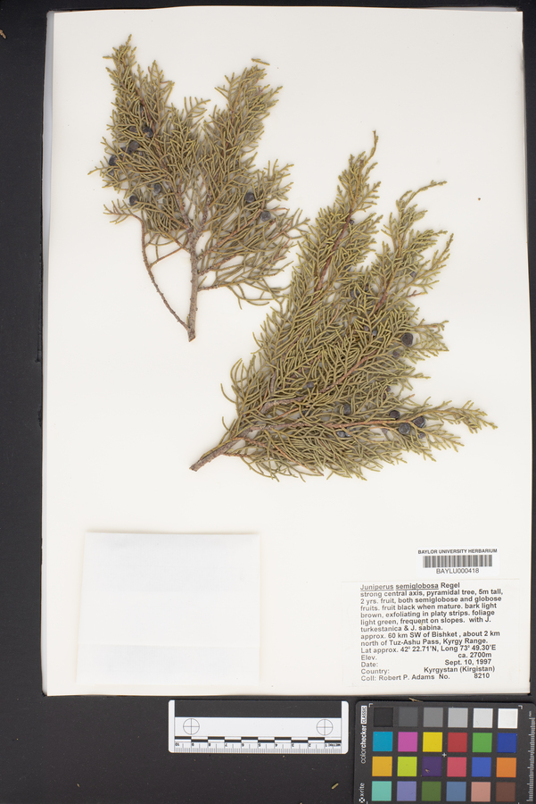 Juniperus semiglobosa image