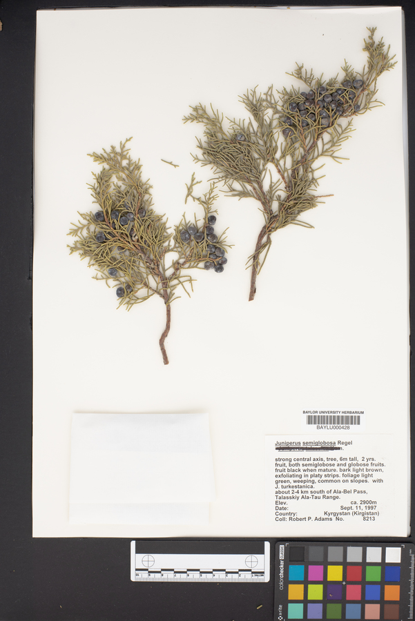 Juniperus semiglobosa image