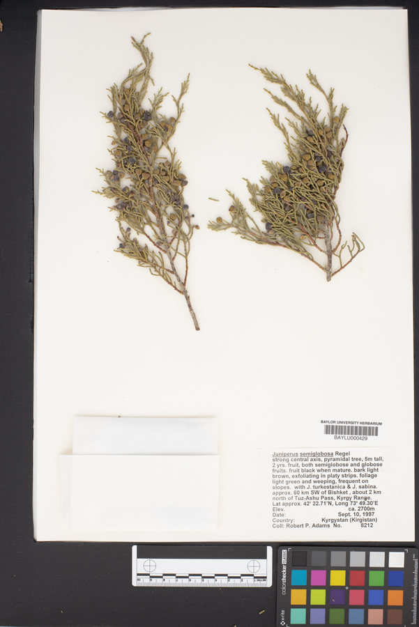 Juniperus semiglobosa image