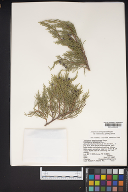 Juniperus semiglobosa image