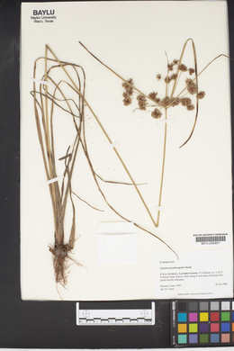 Cyperus pseudovegetus image