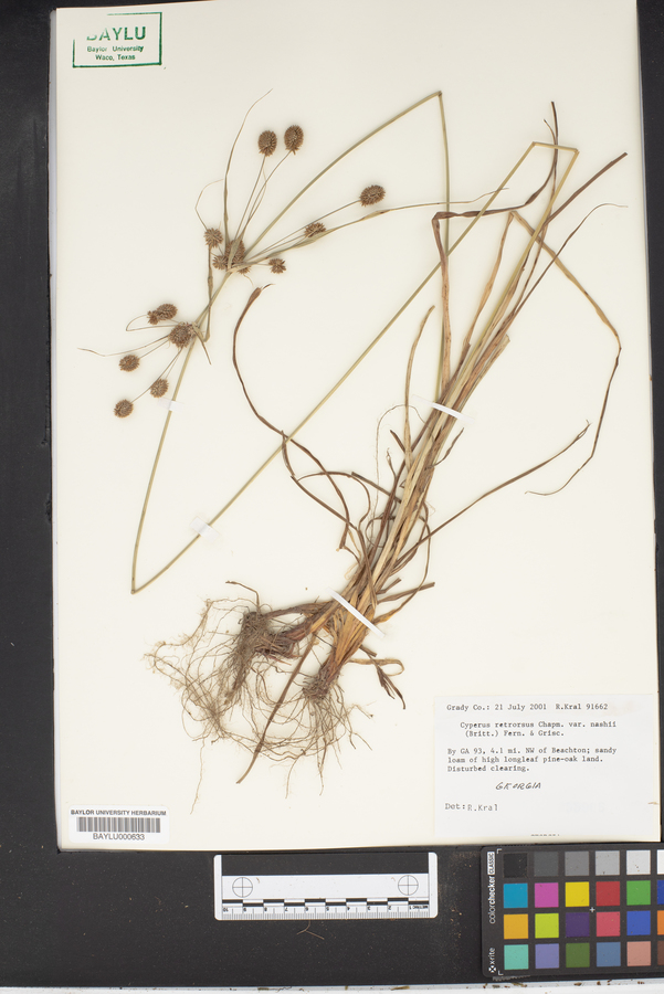 Cyperus retrorsus var. nashii image