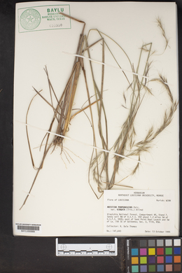 Aristida purpurascens var. virgata image