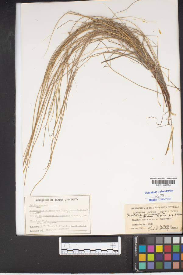 Eleocharis microcarpa var. brittonii image