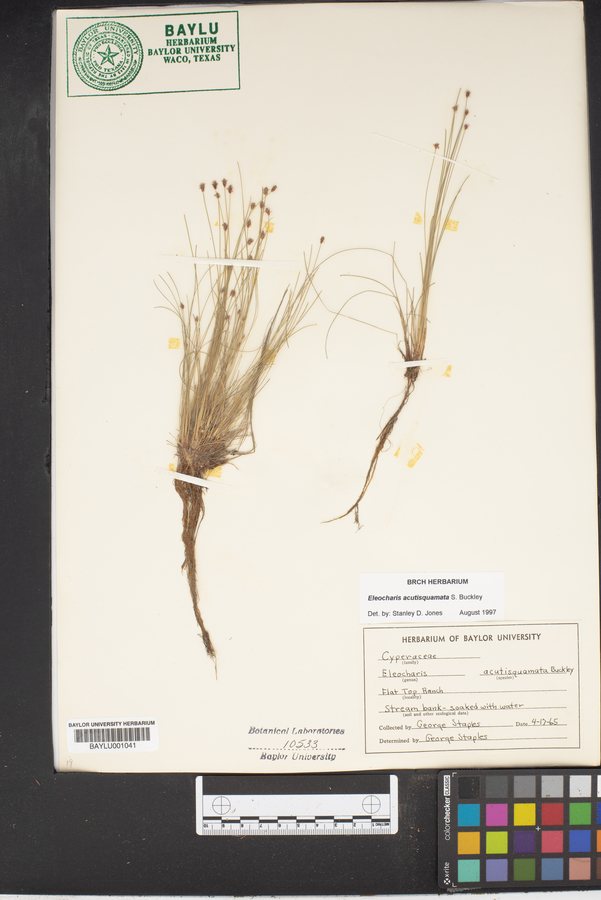 Eleocharis acutisquamata image