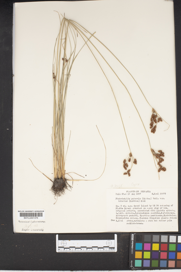 Fimbristylis puberula var. interior image