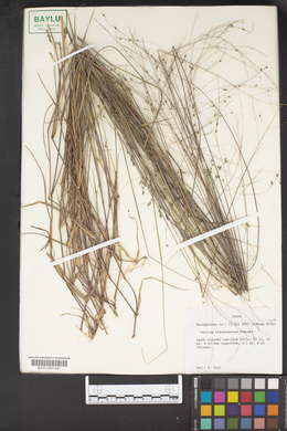 Kellochloa brachyantha image