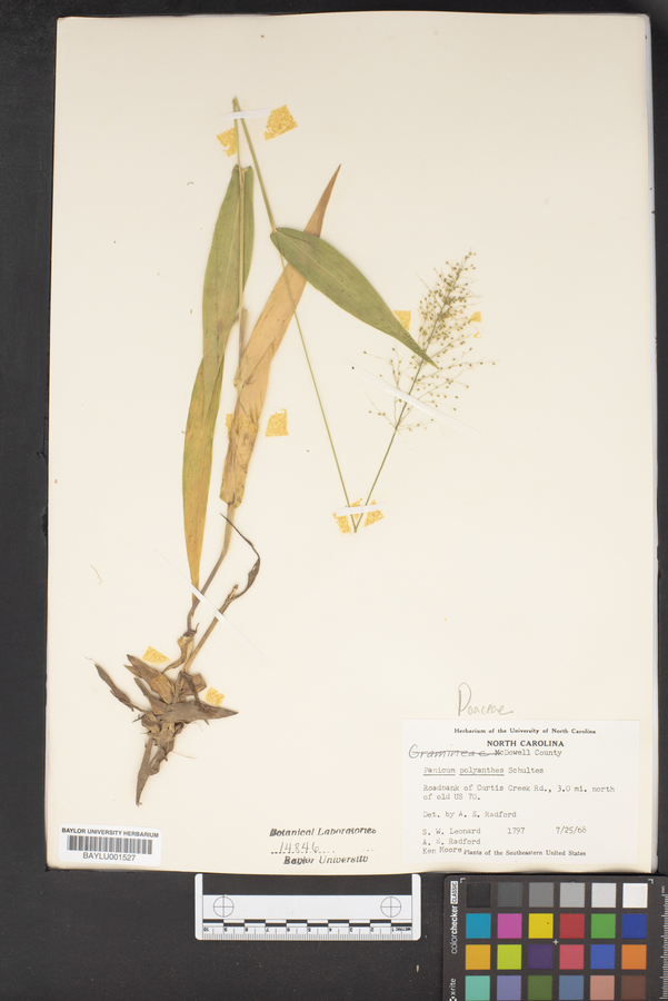 Panicum polyanthes image