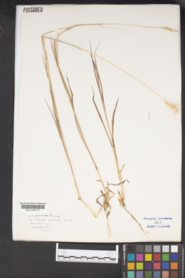 Bothriochloa saccharoides image