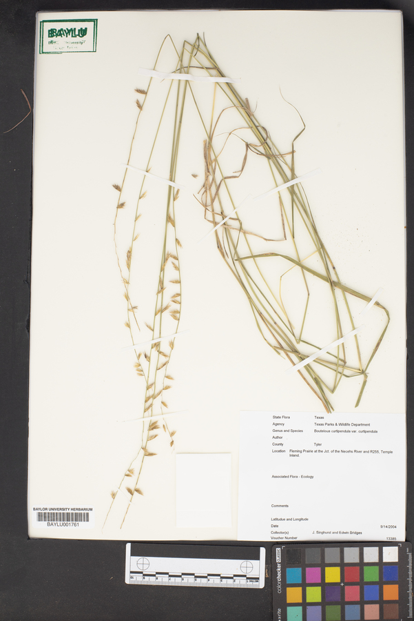 Bouteloua curtipendula var. curtipendula image