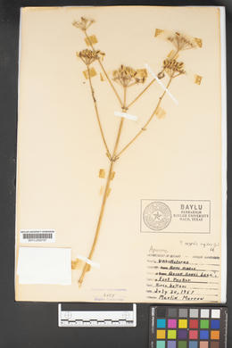 Ammi majus image