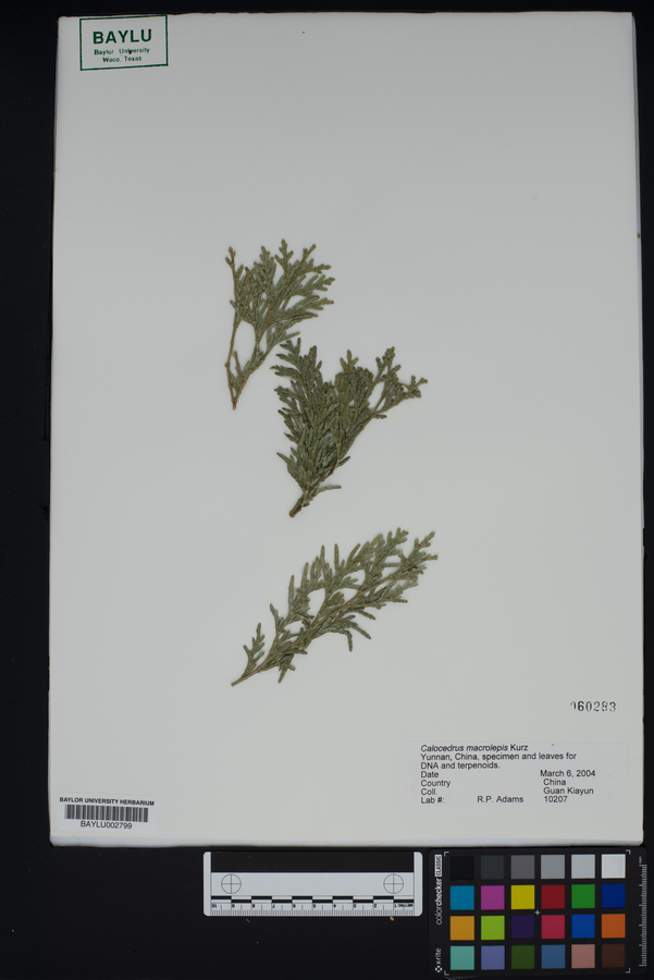 Calocedrus macrolepis image