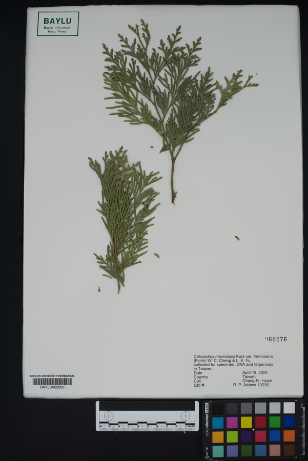 Calocedrus macrolepis image