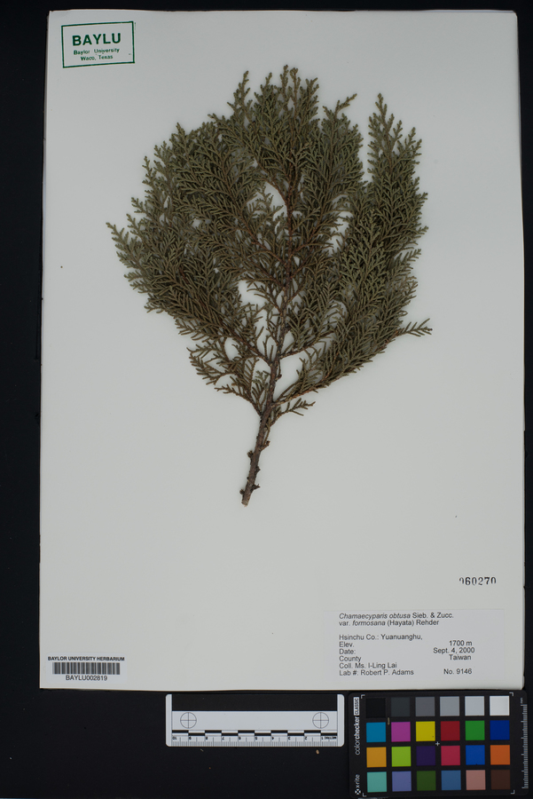 Chamaecyparis obtusa var. formosana image