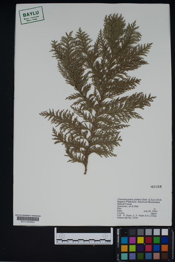 Chamaecyparis pisifera image