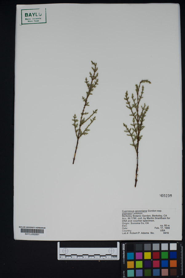 Cupressus goveniana subsp. pygmaea image