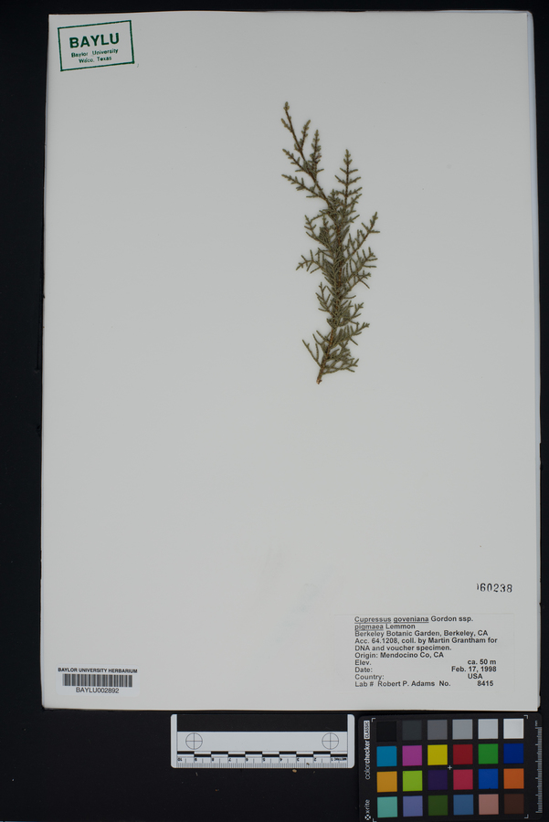 Cupressus goveniana subsp. pygmaea image