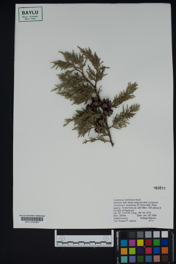 Cupressus lusitanica var. benthamii image