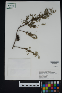 Cupressus lindleyi image