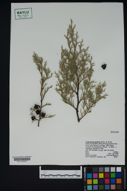 Cupressus lindleyi image