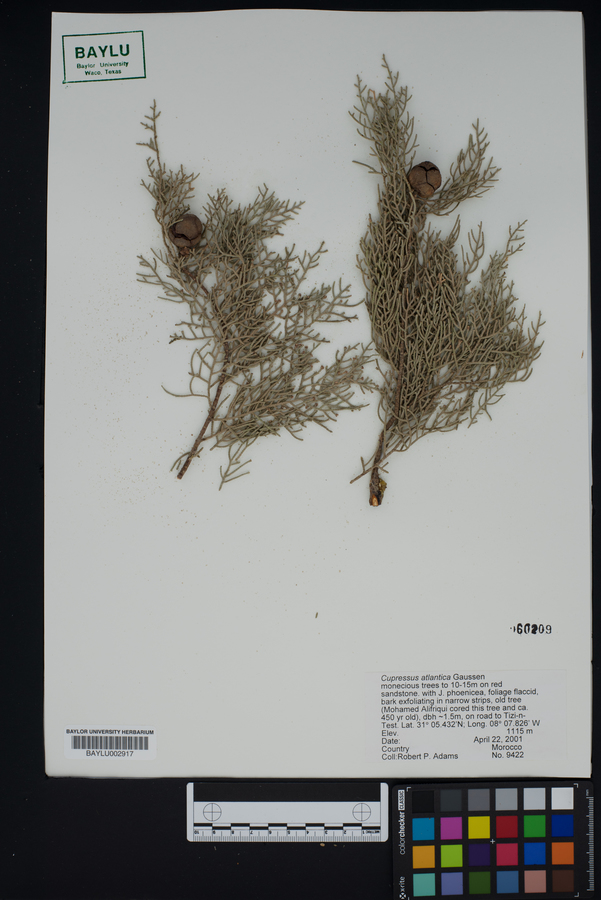 Cupressus atlantica image