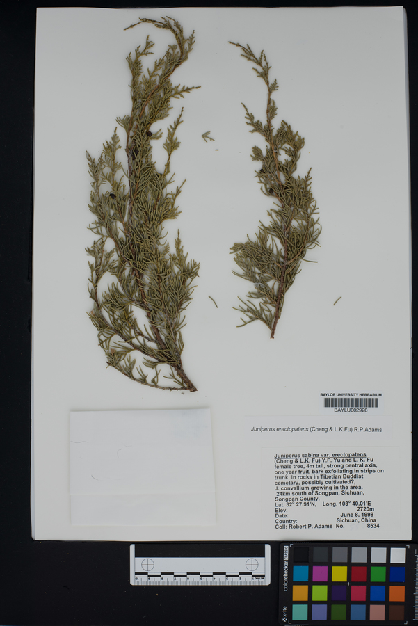 Juniperus chinensis var. chinensis image