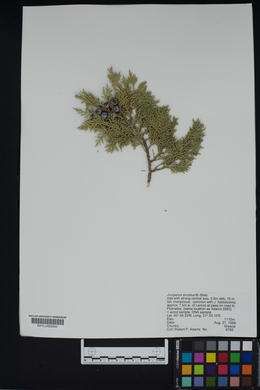 Juniperus excelsa image