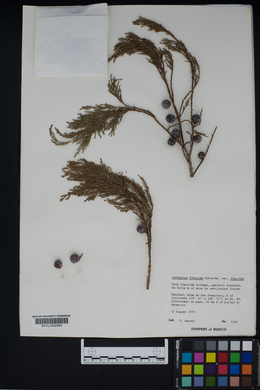Juniperus flaccida var. flaccida image