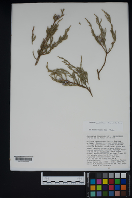 Juniperus flaccida var. martinezii image