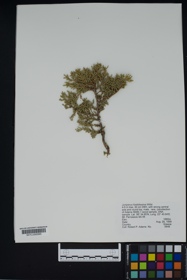 Juniperus foetidissima image