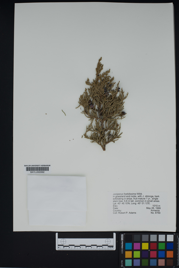 Juniperus foetidissima image