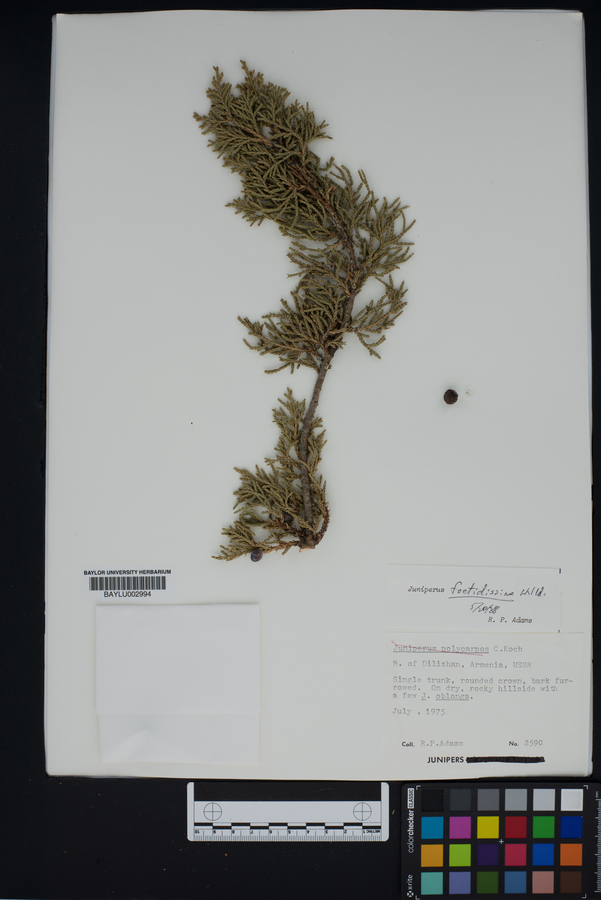 Juniperus foetidissima image