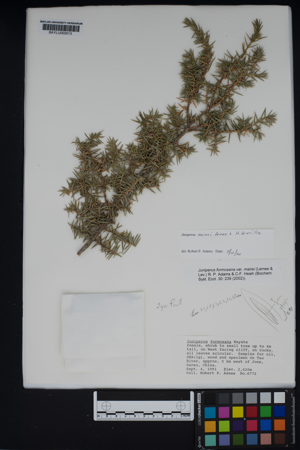 Juniperus formosana image