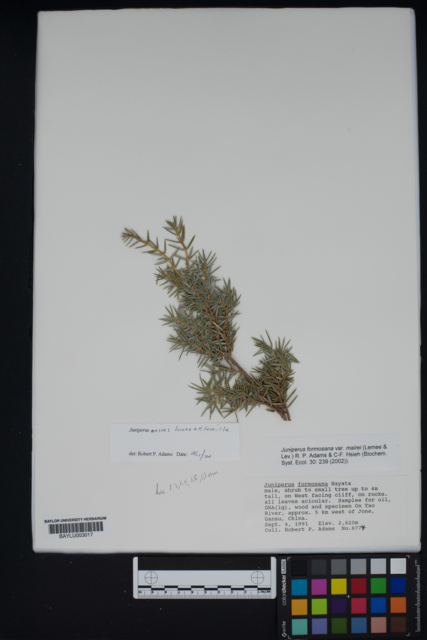 Juniperus formosana var. formosana image