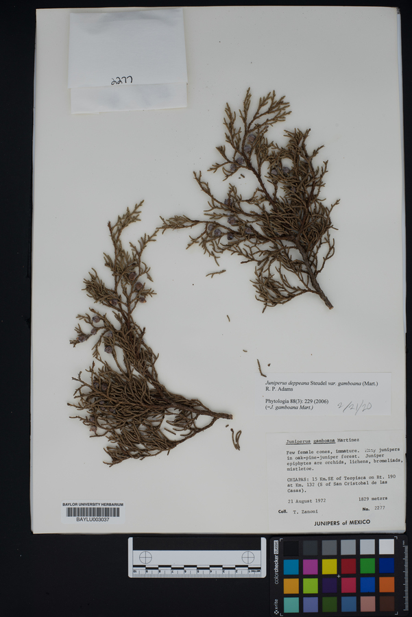 Juniperus deppeana var. gamboana image