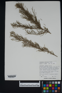 Juniperus gracilior image