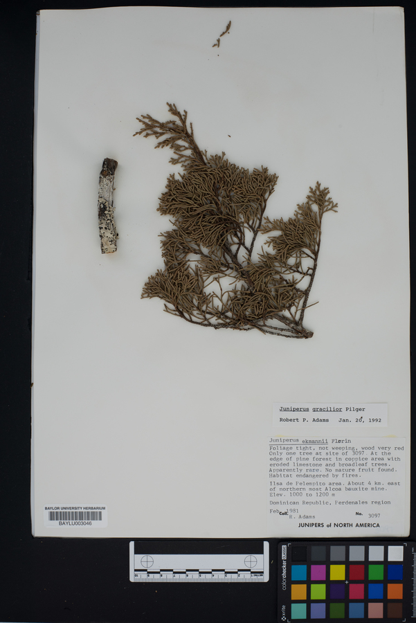 Juniperus gracilior image