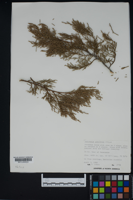Juniperus gracilior image