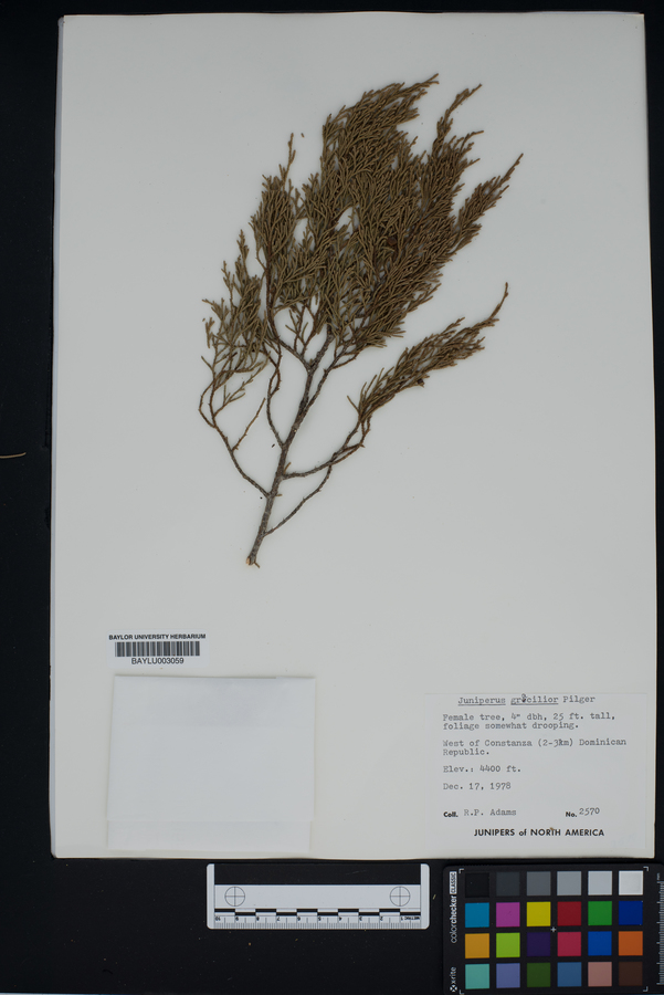 Juniperus gracilior image