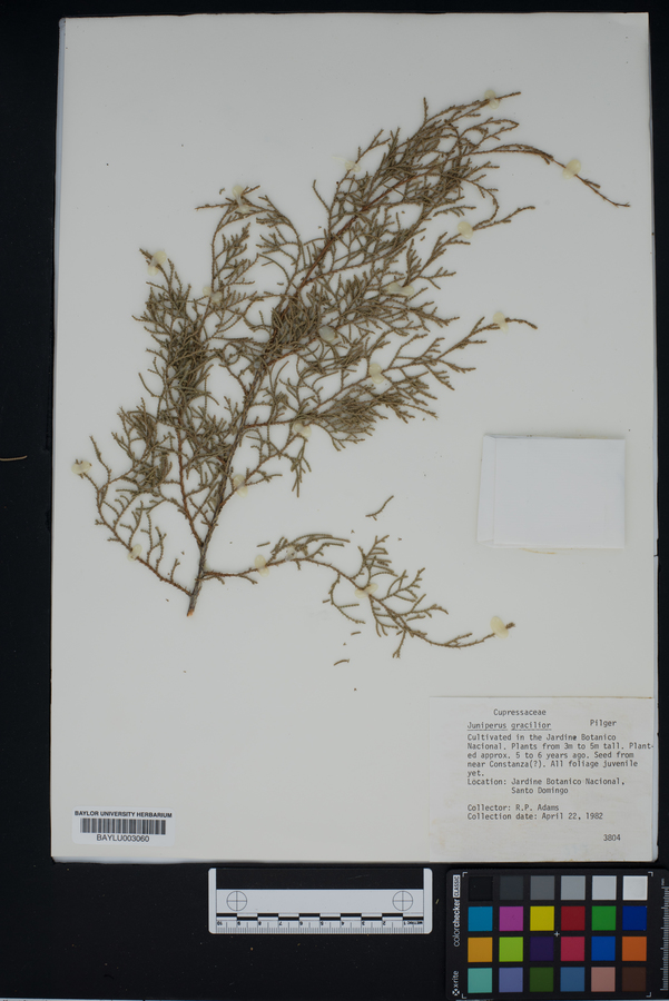 Juniperus gracilior image