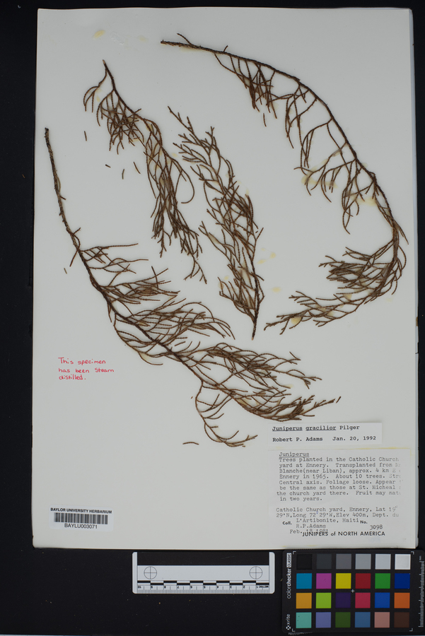 Juniperus gracilior image