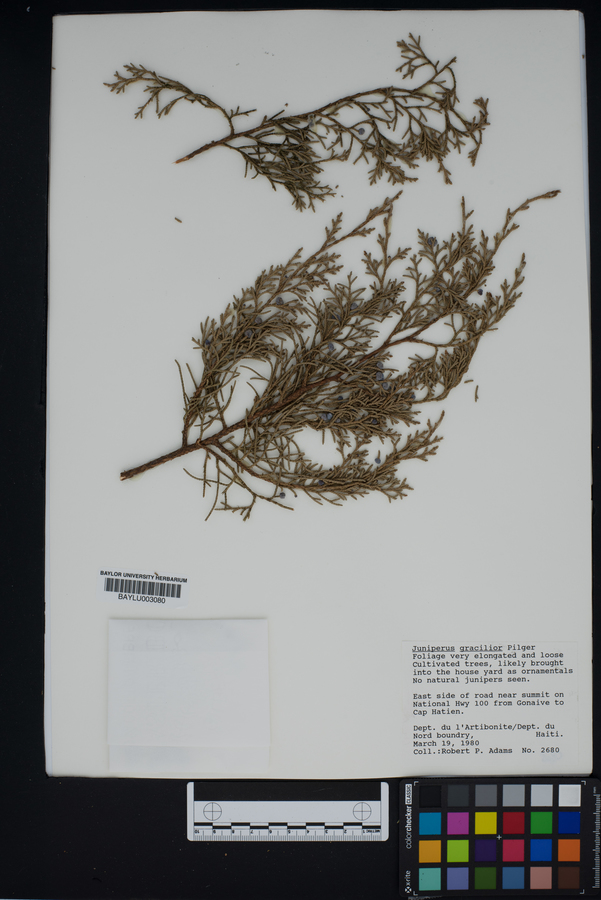 Juniperus gracilior image