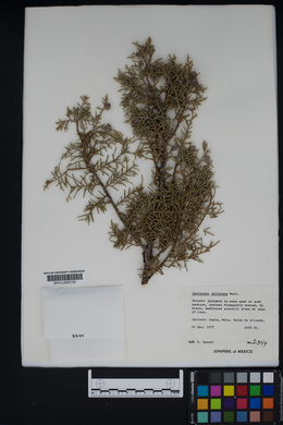 Juniperus jaliscana image