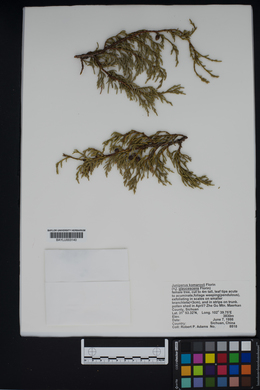 Image of Juniperus komarovii