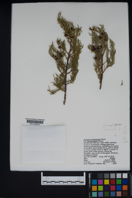 Juniperus komarovii image