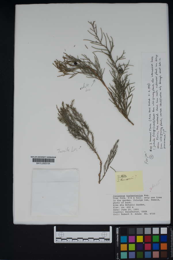 Juniperus turkestanica image