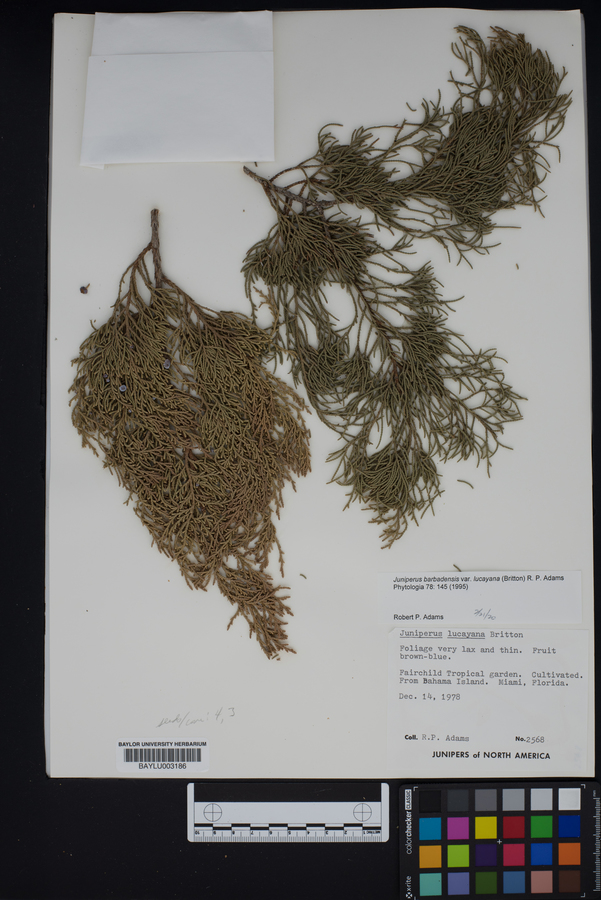 Juniperus barbadensis image