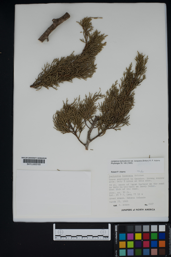 Juniperus barbadensis var. lucayana image