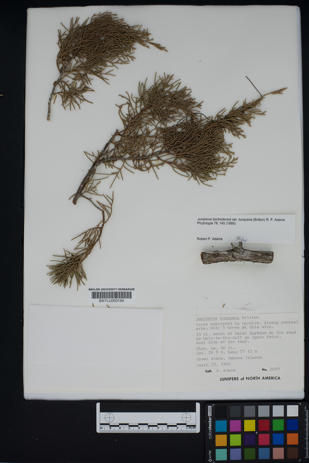 Juniperus barbadensis image