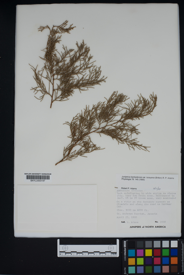 Juniperus barbadensis var. lucayana image